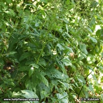 Ningpo-Braunwurz (Scrophularia ningpoensis)