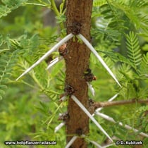 Akazie (Seyal-Gummi-Akazie, Acacia seyal)