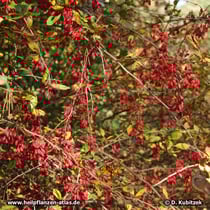 Gewöhnliche Berberitze (Berberis vulgaris), fruchtend