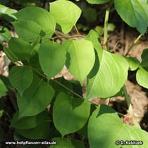 Japanischer Staudenknöterich (Buschknöterich, Reynoutria japonica, syn. Polygonum cuspidatum)