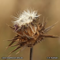 Mariendistel (Silybum marianum)