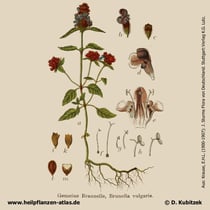 Gewöhnliche Braunelle, Prunella vulgaris, Historisches Bild