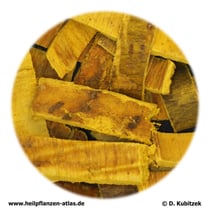 Amur-Korkbaum-Rinde (Phellodendri amurensi cortex). TCM-Name: Guanhuangbo (Guan Huang Bo