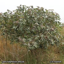Rizinus (Ricinus communis) wächst bis drei Meter hoch.