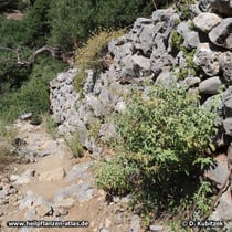 Dreilappiger Salbei (Salvia fruticosa)