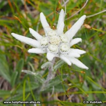 Alpen-Edelweiß (Leontopodium nivale subsp. alpinum), noch nicht aufgeblüht