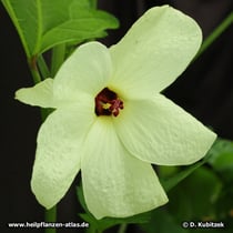 Bisameibisch (Maniok-Bisameibisch, Abelmoschus manihot)