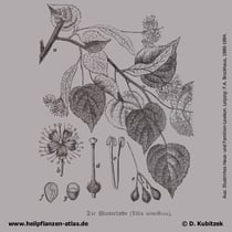 Winterlinde, Tilia cordata, Historisches Bild