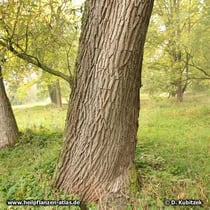 Bruch-Weide (Salix fragilis),  Rinde und Standort