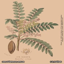 Indischer Weihrauch (Boswellia serrata)