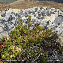 Echte Bärentraube (Arctostaphylos uva-ursi), am Fels