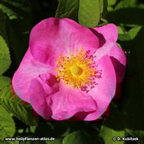 Rose (Essig-Rose, Rosa gallica)