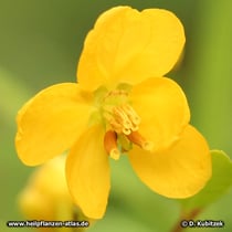 Sennes (Senna alexandrina), Glüte