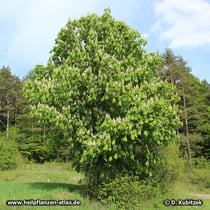 Rosskastanie (Aesculus hippocastanum), Wuchsform