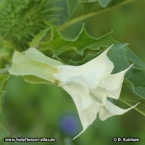 Weißer Stechapfel (Datura stramonium), Blüte