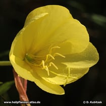 Nachtkerze (Rotkelchige Nachtkerze, Oenothera glazioviana, syn. Oenothera lamarckiana)