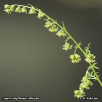Einjähriger Beifuß (Artemisia annua): Blütenrispen mit den 1,5 bis 2 mm kleinen, nickenden Blütenköpfen (Blütenkörben)