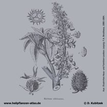Rizinus (Ricinus communis, hier: Unterart africanus) in einer historischen Grafik