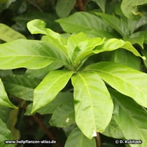 Kolabaum (Cola acuminata), Blätter