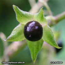 Tollkirsche (Atropa bella-donna)
