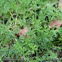 Römische Kamille (Chamaemelum nobile), Blätter