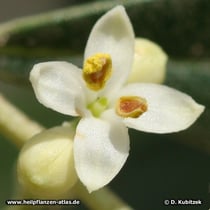 Ölbaum (Olivenbaum, Olea euopaea)