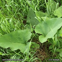 Große Klette (Arctium lappa), Blatt
