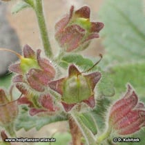 Klebriger Chinafingerhut (Rehmannia glutinosa), Früchte