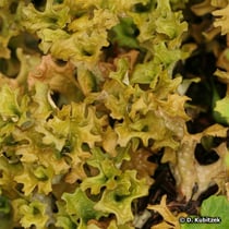 Isländisches Moos (Cetraria islandica)