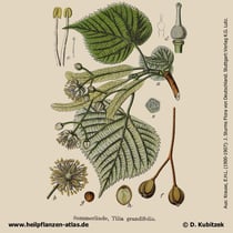 Sommerlinde, Tilia platyphyllos, Historisches Bild