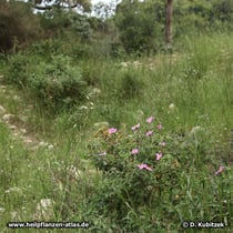 Kretische Zistrose (Cistus creticus), Standort, hier auf dem Berg Karmel in Israel.