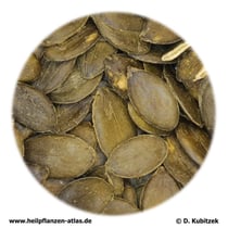 Kürbissamen (Cucurbitae semen)
