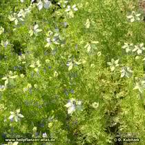 Echter Schwarzkümmel (Nigella sativa)