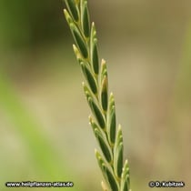 Quecke (Gemeine Quecke, Agropyron repens)