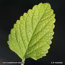 Melisse (Melissa officinalis)