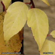 Schisandra chinensis, Laubfärbung im Herbst