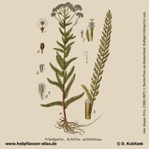 Gewöhnliche Schafgarbe, Achillea millefolium, Historisches Bild