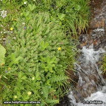 Rosenwurz (Rhodiola rosea) wächst hier direkt neben dem Bergbach.