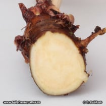 Rosenwurz (Rhodiola rosea), Querschnitt durch das Rhizom (Wurzelstock)