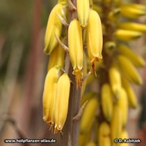 Aloe vera (Aloe barbadensis)