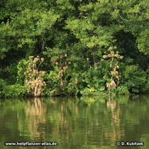 Echte Engelwurz (Angelica archangelica), Standort am Ufer des Main in Unterfranken (Bayern)