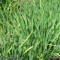 Knoblauch (Allium sativum)