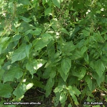 Ningpo-Braunwurz (Scrophularia ningpoensis)