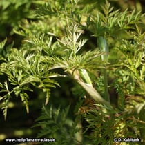 Szechuan-Liebstöckel (Ligusticum sinense "Chuanxiong"; synonym: Ligusticum chuanxiong)