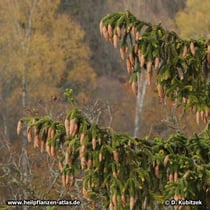 Im Herbst trägt die Gemeine Fichte (Picea abies) hellbraune, hängende Zapfen.