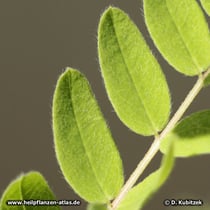 Chinesischer Tragant (Astragalus mongholicus), Fiederblättchen
