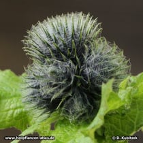 Himalayascharte (Saussurea costus), Knospen mit auffälliger spinnwebartiger Behaarung