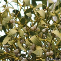Mistel (Viscum album), Blätter und Früchte (Beeren)