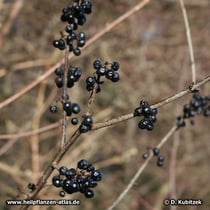 Purgier-Kreuzdorn (Rhamnus catharticus): Auch nach dem Laubabfall im Herbst hängen am Strauch noch Früchte (hier: im Dezember)