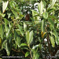 Japanische Wollmispel (Eriobotrya japonica; Syn. Rhaphiolepis bibas)